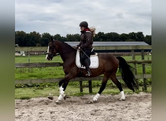 NRPS, Gelding, 6 years, 15,2 hh, Brown