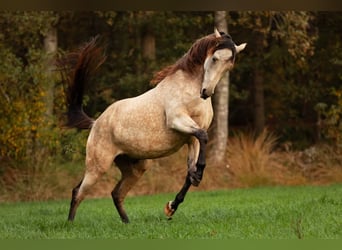 NRPS Mix, Gelding, 6 years, 15,3 hh, Buckskin