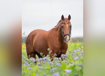 NRPS, Gelding, 7 years, 14 hh, Chestnut-Red