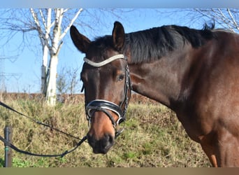 NRPS, Gelding, 7 years, 15,2 hh, Brown