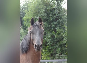 NRPS Mix, Gelding, 7 years, 15.2 hh, Smoky-Black NRPS Mix, Gelding, 7 years, 15.2 hh, Smoky-Black