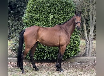 NRPS, Gelding, 7 years, 16,1 hh, Brown