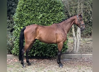 NRPS, Gelding, 7 years, 16,1 hh, Brown