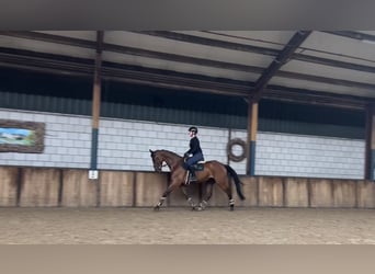 NRPS, Gelding, 7 years, 16,1 hh, Brown