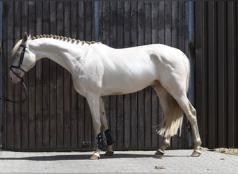 NRPS, Gelding, 7 years, 16.1 hh, Cremello