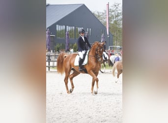 NRPS, Gelding, 7 years, 17 hh, Chestnut-Red