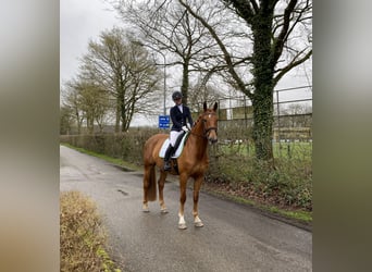 NRPS, Gelding, 7 years, 17 hh, Chestnut-Red