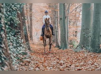 NRPS, Gelding, 7 years, 17 hh, Chestnut-Red