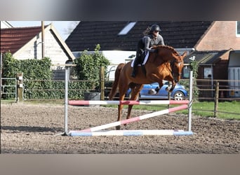 NRPS, Gelding, 7 years, 17 hh, Chestnut-Red