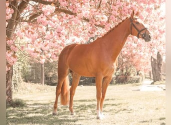 NRPS, Gelding, 7 years, 17 hh, Chestnut-Red