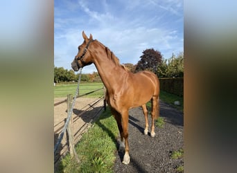 NRPS, Gelding, 7 years, 17 hh, Chestnut-Red