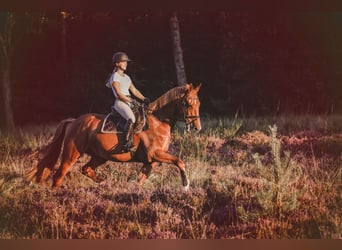 NRPS, Gelding, 7 years, 17 hh, Chestnut-Red