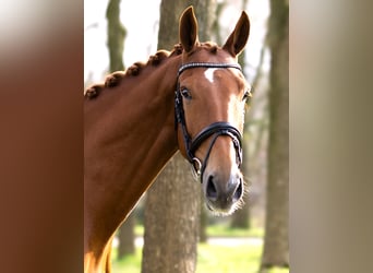 NRPS, Gelding, 7 years, 17 hh, Chestnut-Red