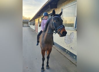 NRPS, Gelding, 8 years, 14,1 hh, Brown