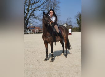 NRPS, Gelding, 8 years, 14,1 hh, Brown