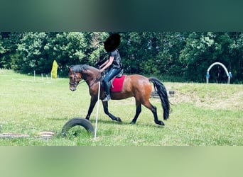 NRPS, Gelding, 8 years, 15,1 hh, Brown