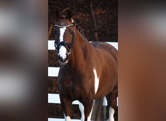 NRPS, Gelding, 8 years, 15,1 hh, Pinto