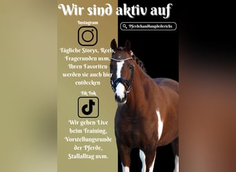 NRPS, Gelding, 8 years, 15,1 hh, Pinto