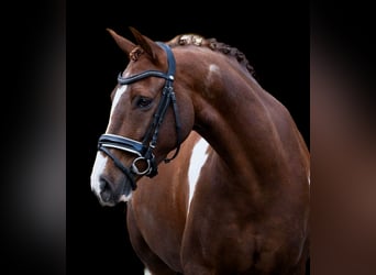 NRPS, Gelding, 8 years, 15,1 hh, Pinto