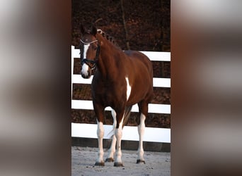 NRPS, Gelding, 8 years, 15,1 hh, Pinto