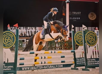 NRPS, Gelding, 8 years, 15,2 hh, Pinto