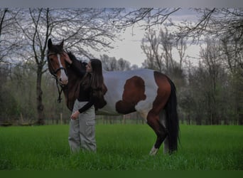 NRPS, Gelding, 8 years, 15,2 hh, Pinto