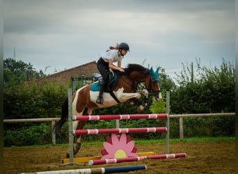 NRPS, Gelding, 8 years, 15,2 hh, Pinto