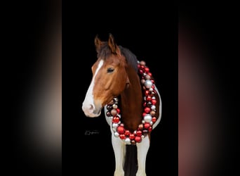 NRPS, Gelding, 8 years, 15,2 hh, Pinto