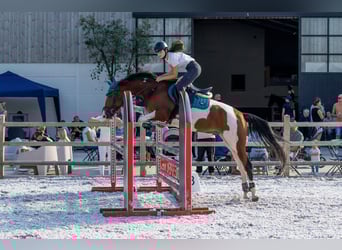 NRPS, Gelding, 8 years, 15,2 hh, Pinto