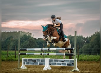 NRPS, Gelding, 8 years, 15,2 hh, Pinto