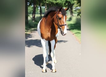 NRPS, Gelding, 8 years, 15,2 hh
