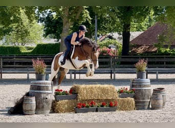 NRPS, Gelding, 8 years, 15,2 hh