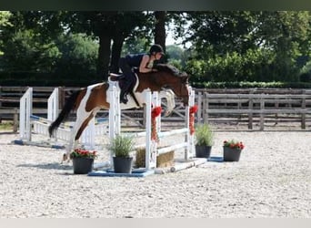NRPS, Gelding, 8 years, 15,2 hh