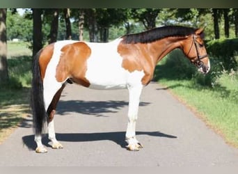 NRPS, Gelding, 8 years, 15,2 hh