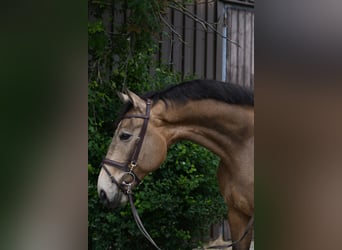 NRPS, Gelding, 8 years, 17.1 hh, Buckskin