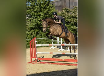 NRPS, Gelding, 8 years, 17.1 hh, Buckskin