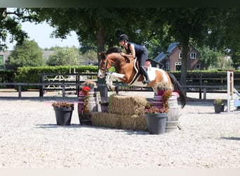 NRPS, Gelding, 8 years, Pinto
