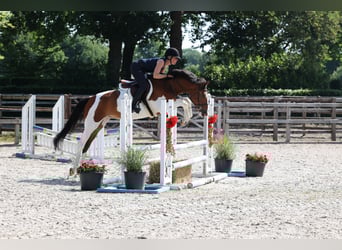 NRPS, Gelding, 8 years, Pinto