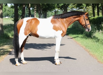 NRPS, Gelding, 8 years, Pinto