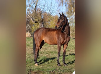 NRPS, Gelding, 9 years, 14,2 hh, Brown
