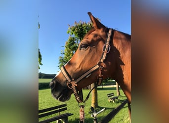 NRPS, Gelding, 9 years, 15,1 hh, Chestnut-Red