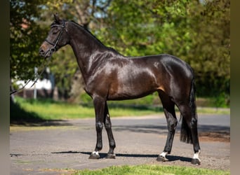 NRPS, Gelding, 9 years, 16,1 hh, Bay-Dark