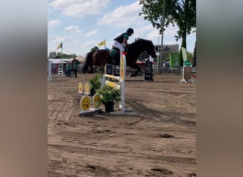 NRPS Mix, Giumenta, 10 Anni, 143 cm, Baio nero