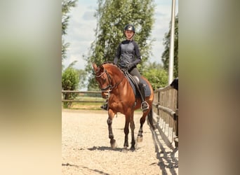 NRPS, Giumenta, 10 Anni, 147 cm, Baio