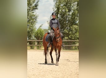 NRPS, Giumenta, 10 Anni, 147 cm, Baio