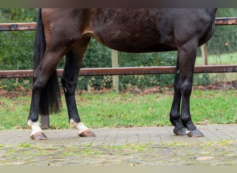 NRPS, Giumenta, 10 Anni, 167 cm