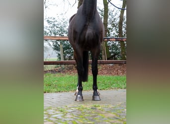 NRPS, Giumenta, 10 Anni, 167 cm