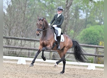 NRPS, Giumenta, 10 Anni, 172 cm, Baio