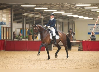 NRPS, Giumenta, 10 Anni, 172 cm, Baio