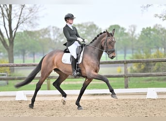 NRPS, Giumenta, 10 Anni, 172 cm, Baio